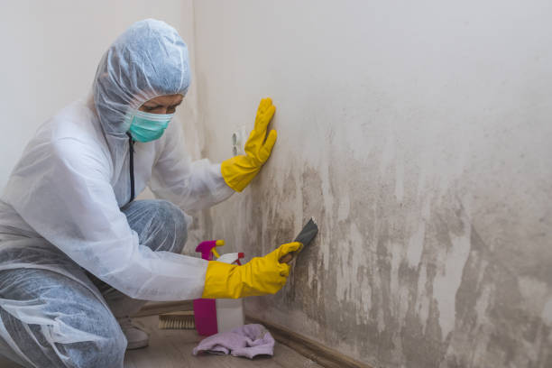 Mold Removal and Inspection in Maybrook, NY
