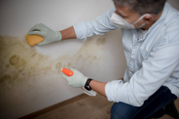 Best Residential Mold Removal  in Maybrook, NY