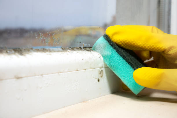 Best Mold Removal Specialists  in Maybrook, NY