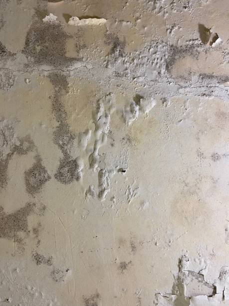 Best Residential Mold Removal  in Maybrook, NY