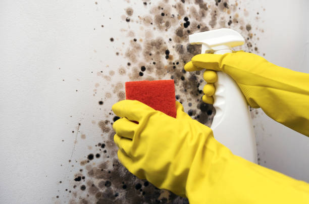 Best Emergency Mold Removal  in Maybrook, NY